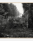 Framed black and white photograph of a bicycle in a forest