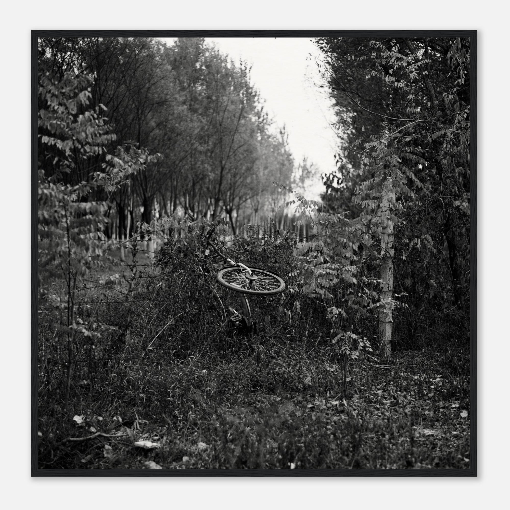 Framed black and white photo of a bicycle lying on its side in a forest setting