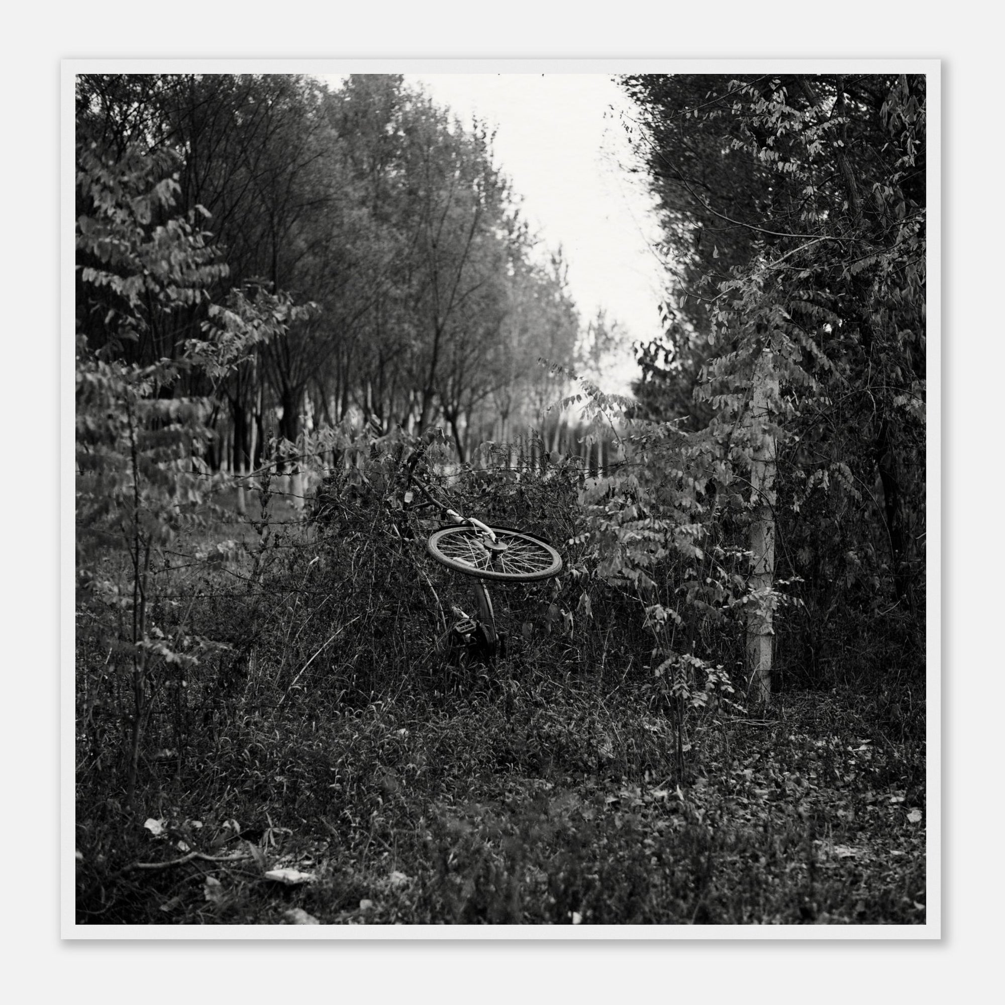 Framed black and white art print of an abandoned bicycle in a forest setting