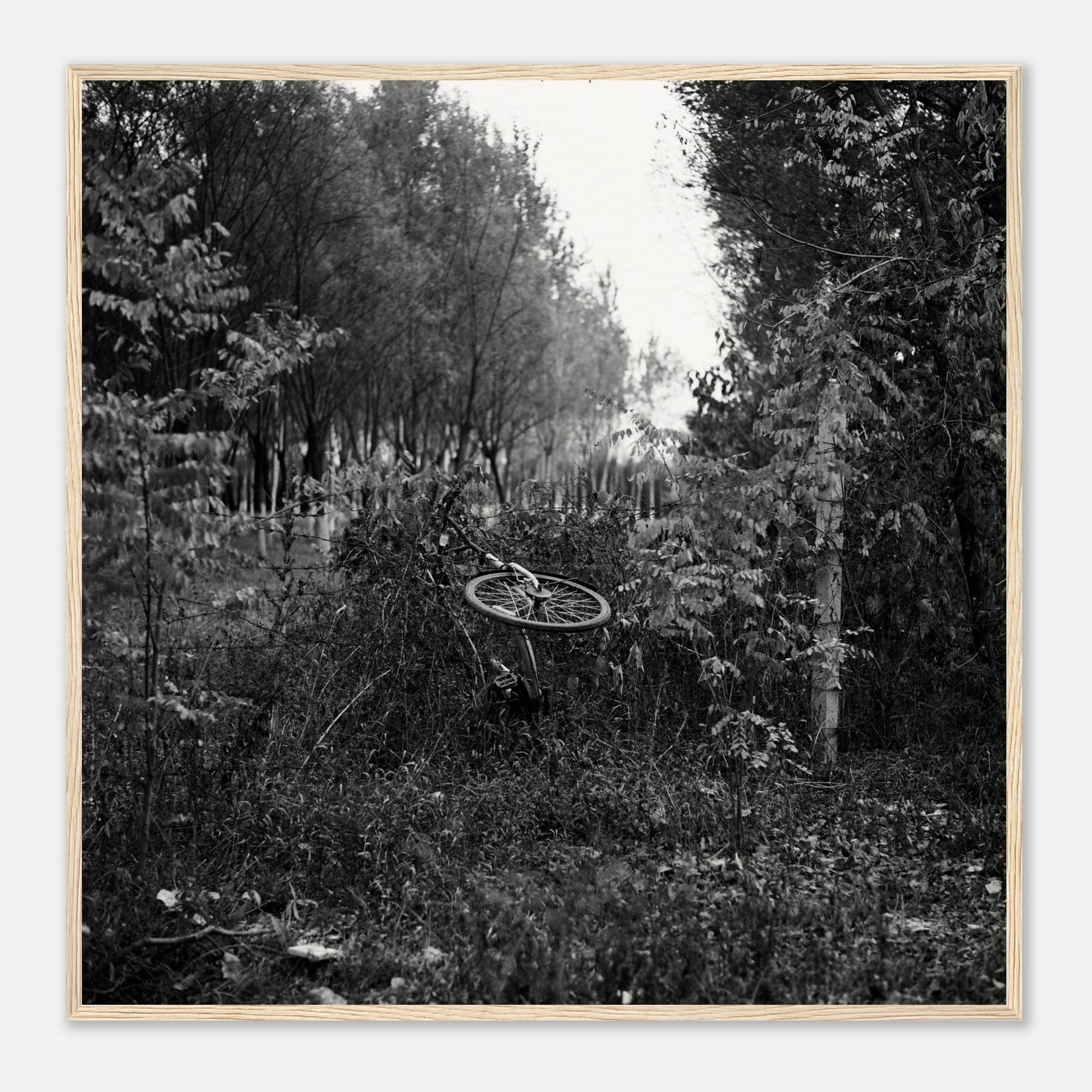 Framed black and white photograph of a bicycle in a forest