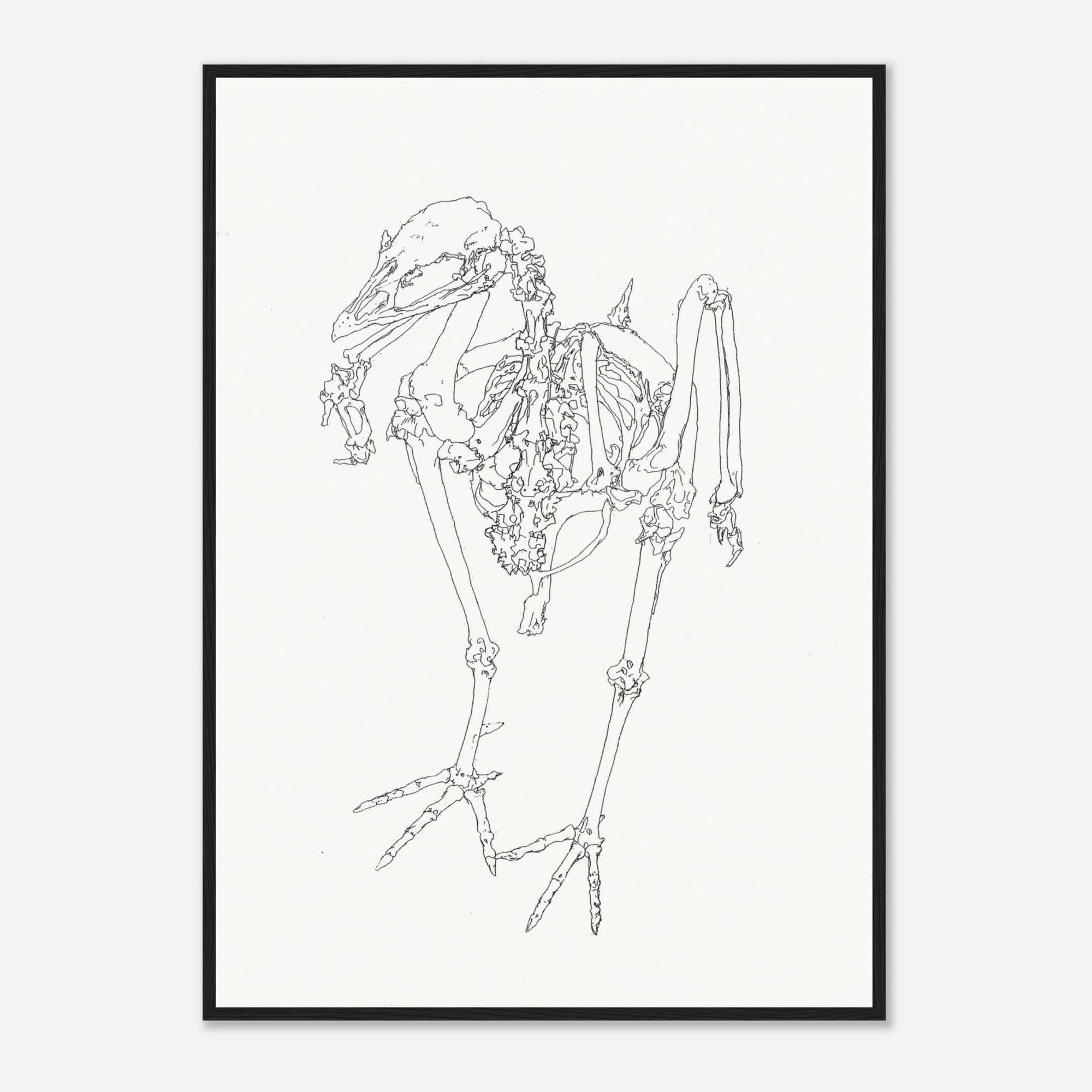 Framed black and white line drawing of a bird skeleton on a white background