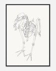 Framed black and white line drawing of a bird skeleton on a white background