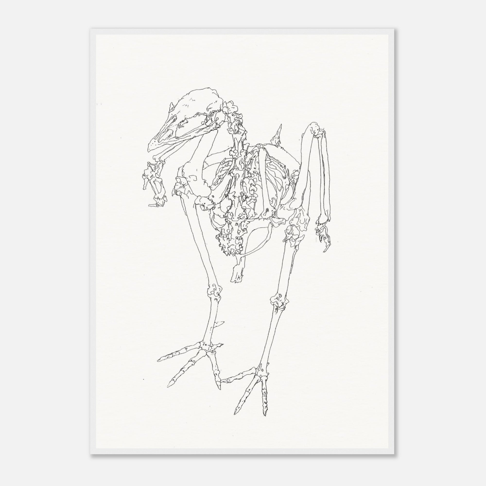 Line drawing of a bird skeleton on a white background