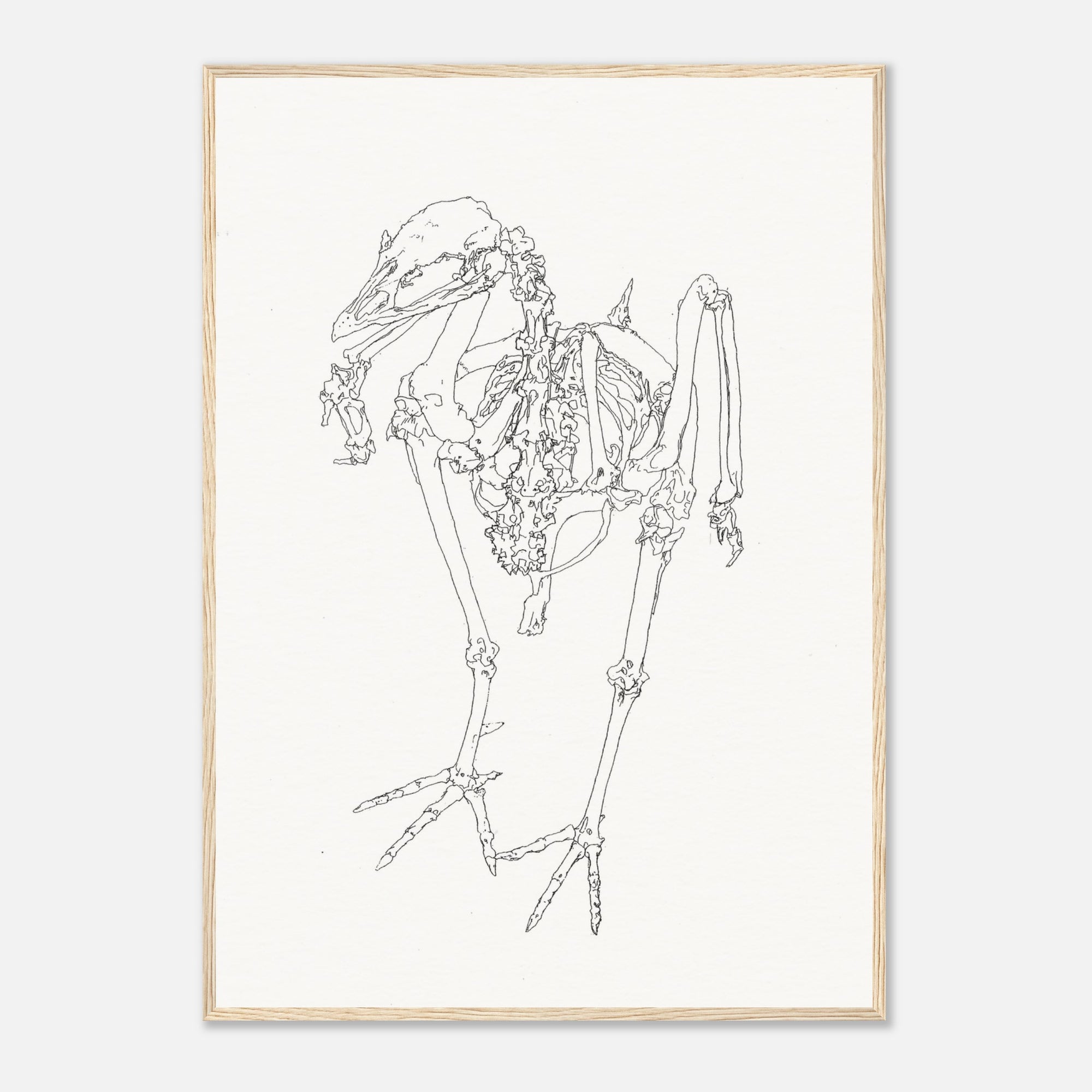 Framed line drawing of a bird skeleton on a white background