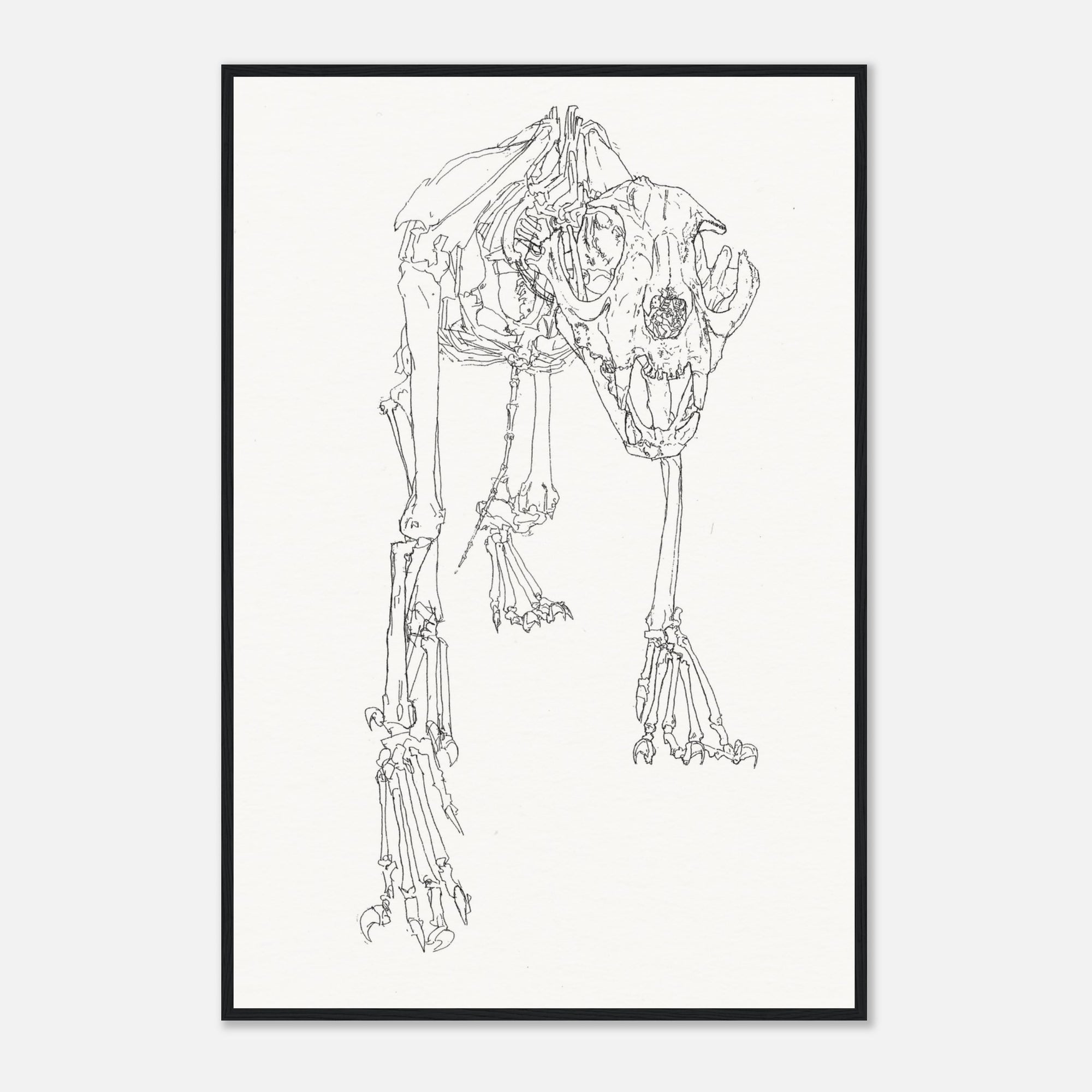 Framed black and white line drawing of an animal skeleton on a white background