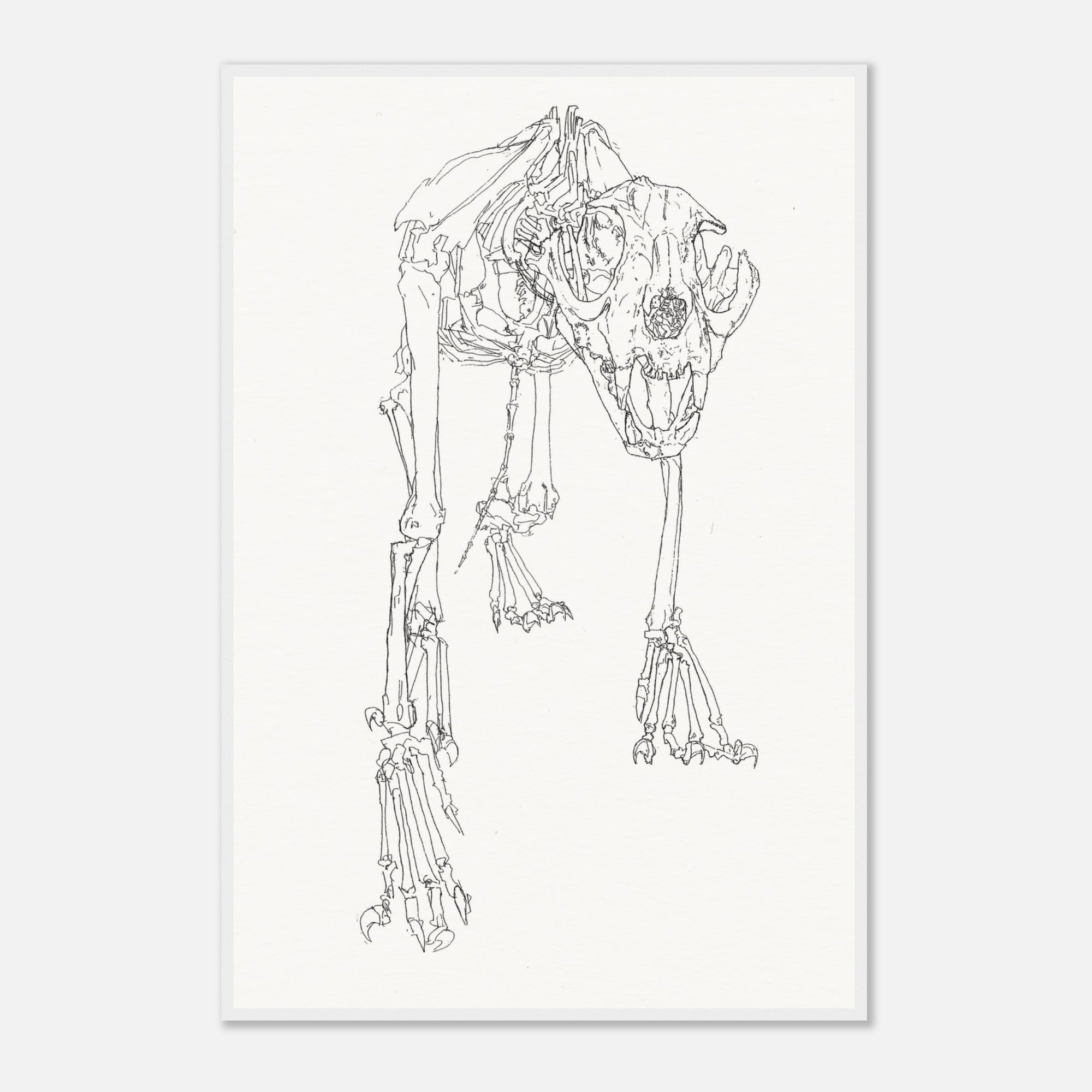 Art print of an illustration of an animal skeleton on a white background