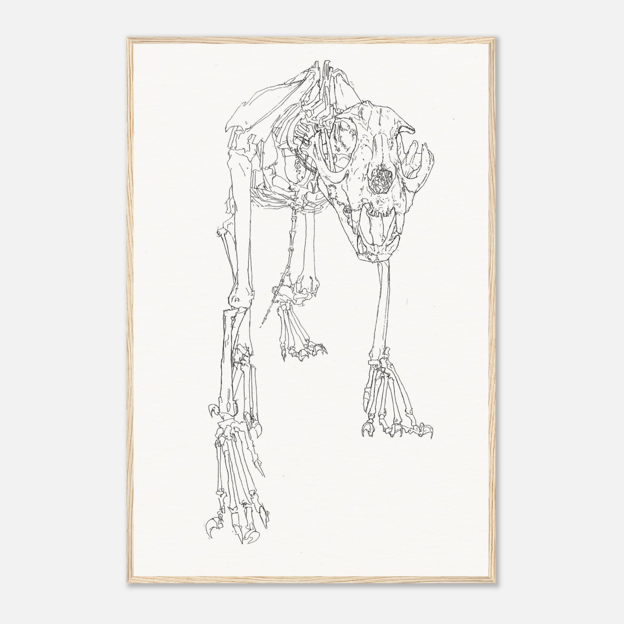 Framed line drawing of an animal skeleton on a white background with wooden frame